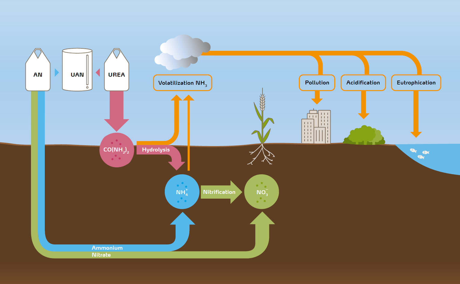 Ammonia volatilization graphic
