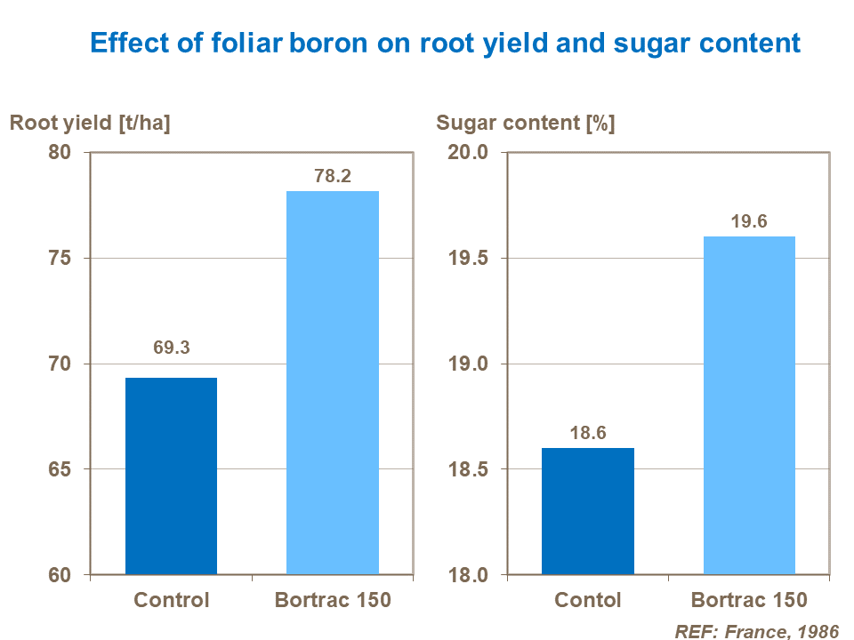 Effect of foliar boron on root yield and sugar content