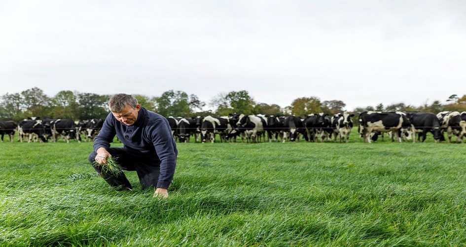 Farmer in a field with cows in the back grazing 