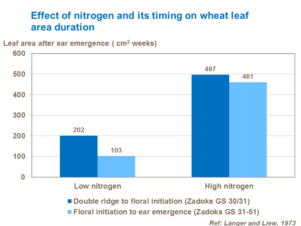 Effect of nitrogen and its timing on wheat leaf area duration