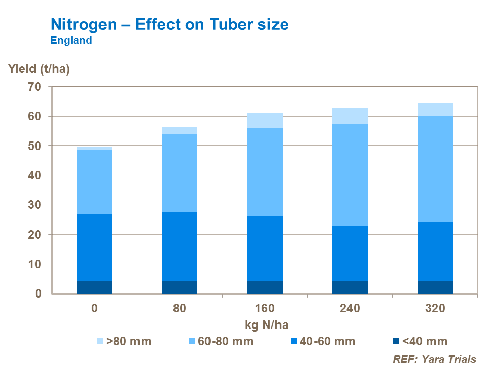 Nitrogen effect on potato tuber size
