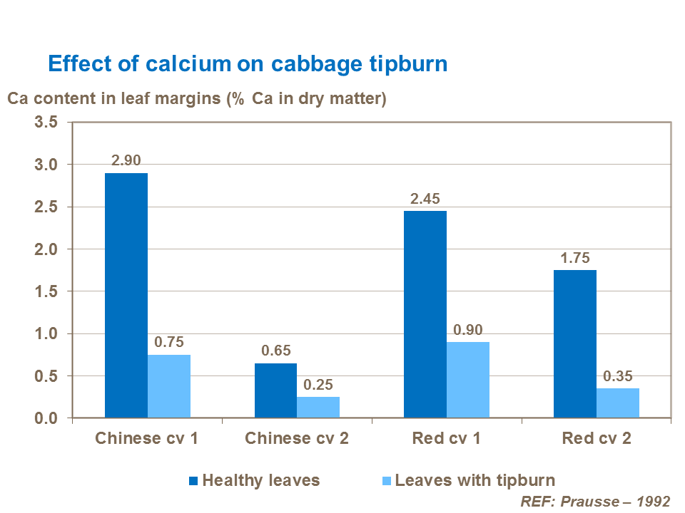 Effect of calcium and boron on cabbage tipburn