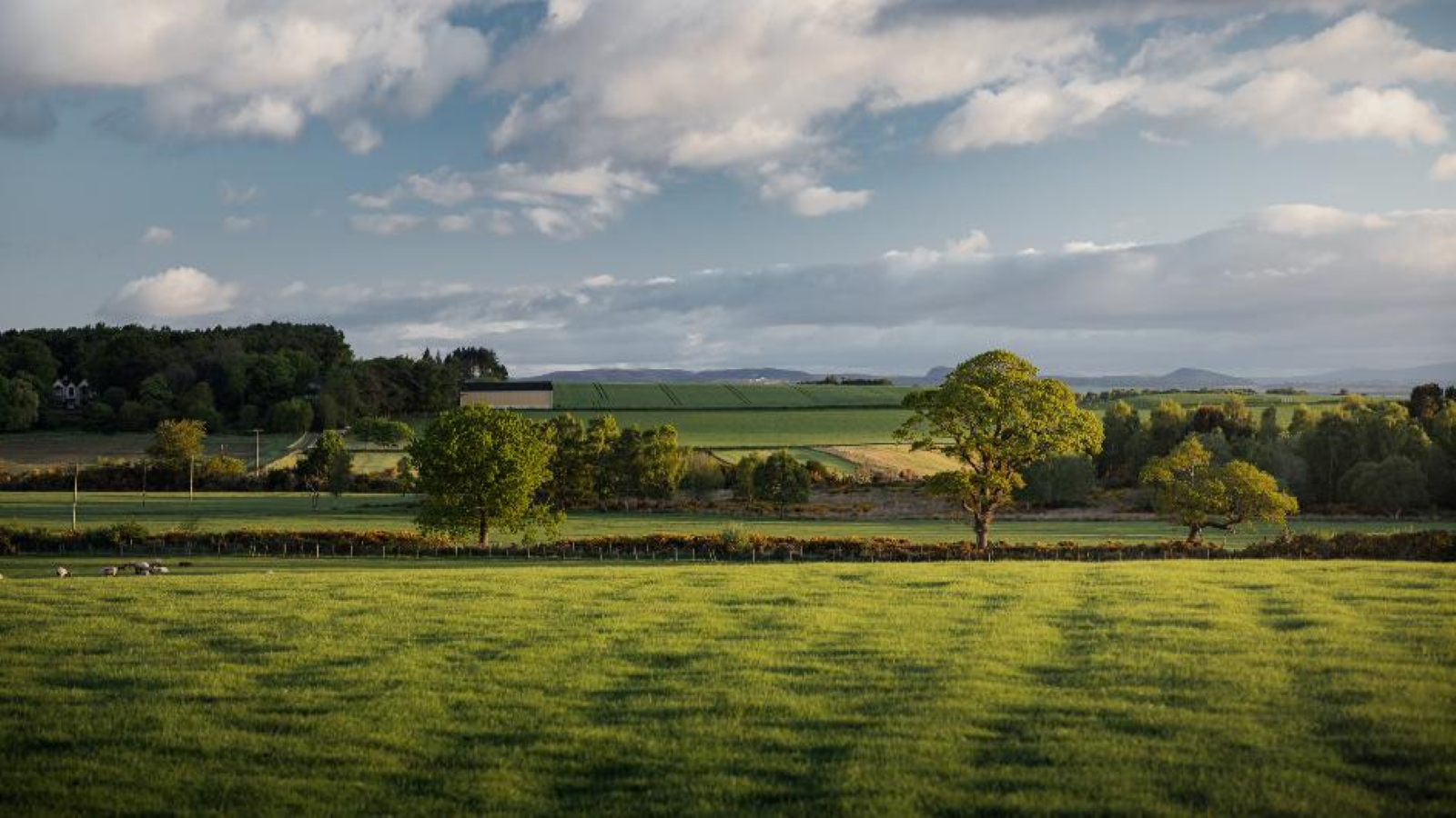 crop fields